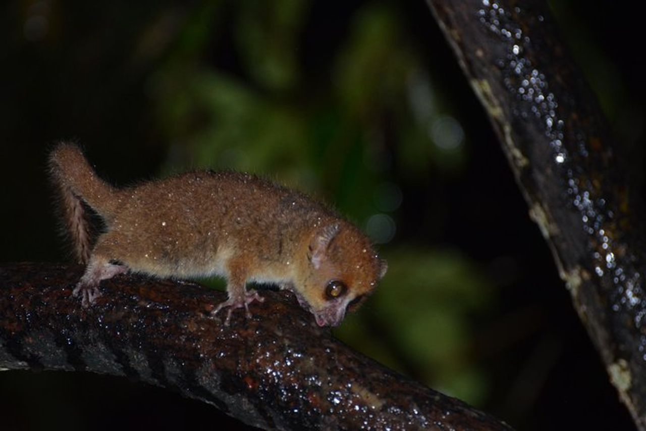 Madagascar unico — 2