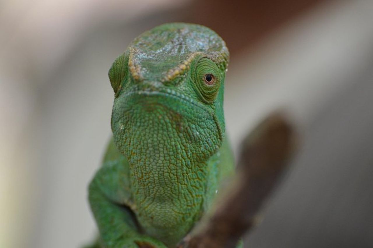 Madagascar unico — 3