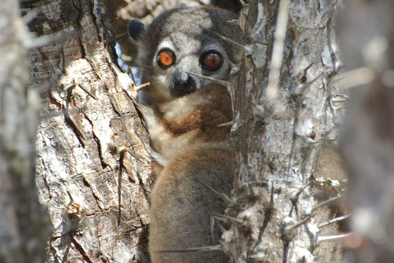 Madagascar unico — 4