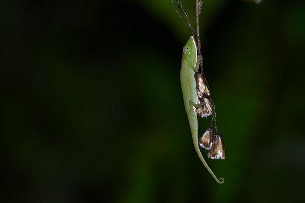 Madagascar unico — 5