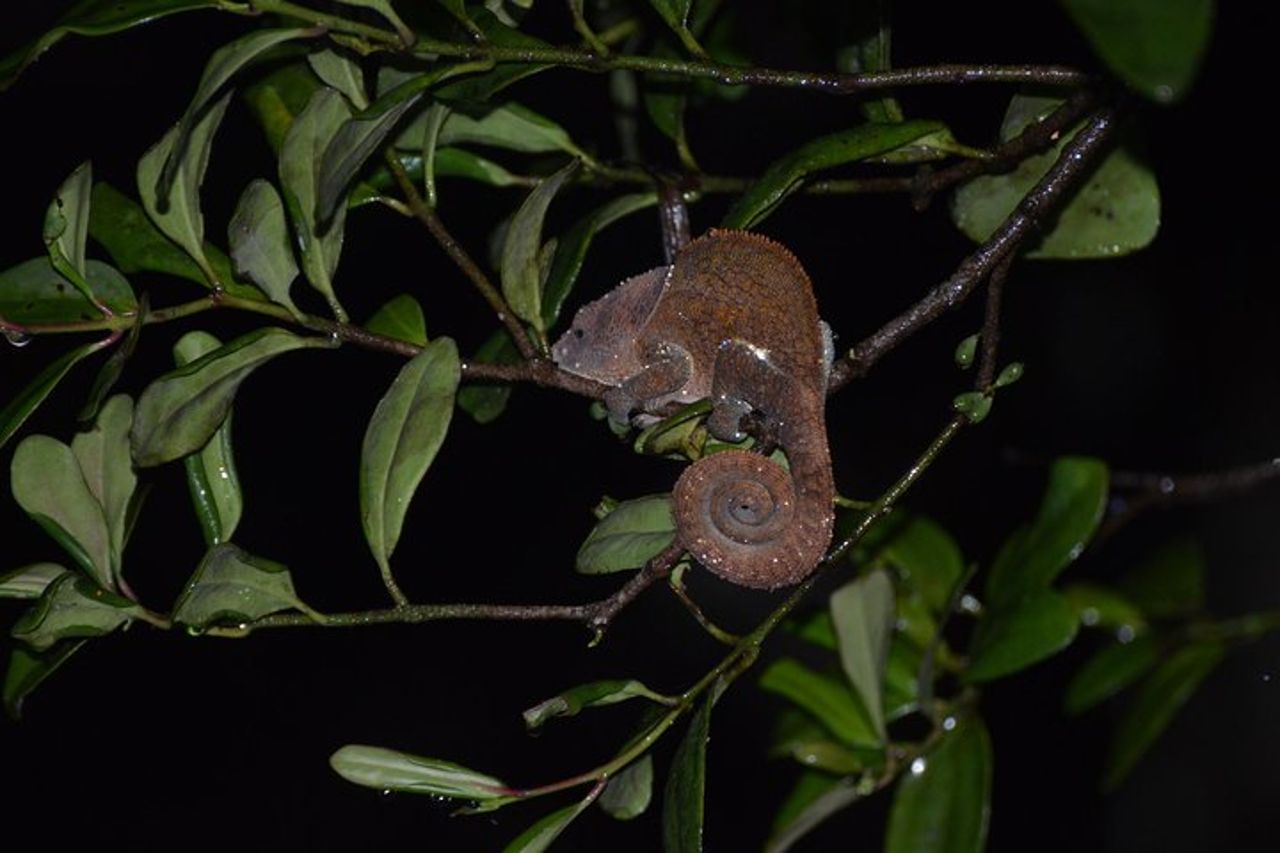 Madagascar unico — 6
