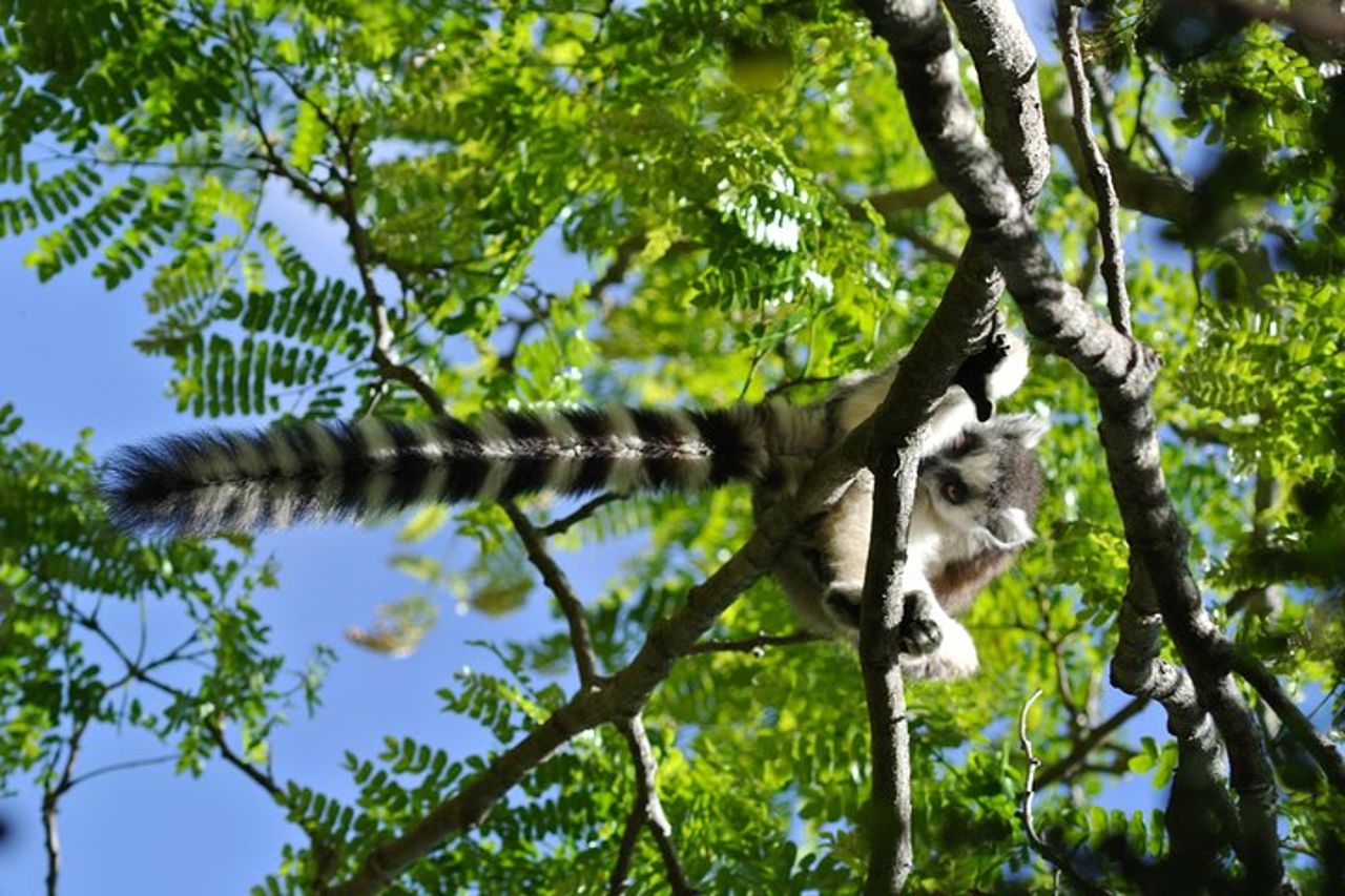 Madagascar unico — 8