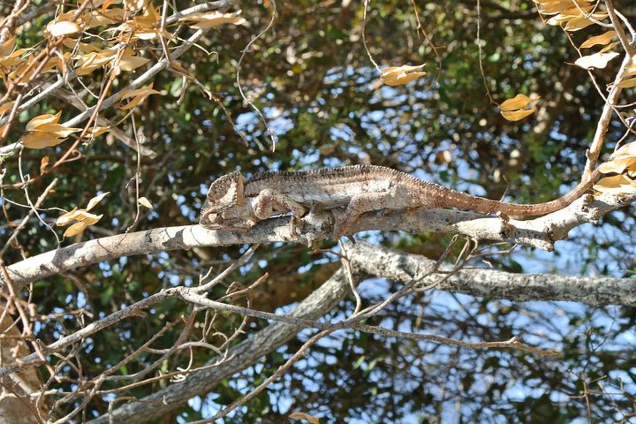 Madagascar unico — 9