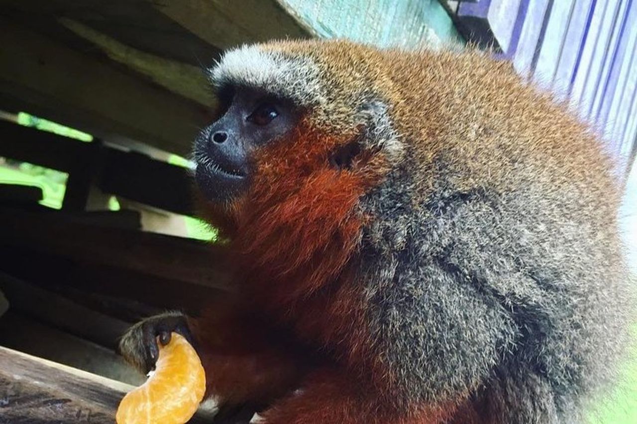 Monkey Island, Rio delle Amazzoni e specie acquatiche autoctone - Tutti i biglietti