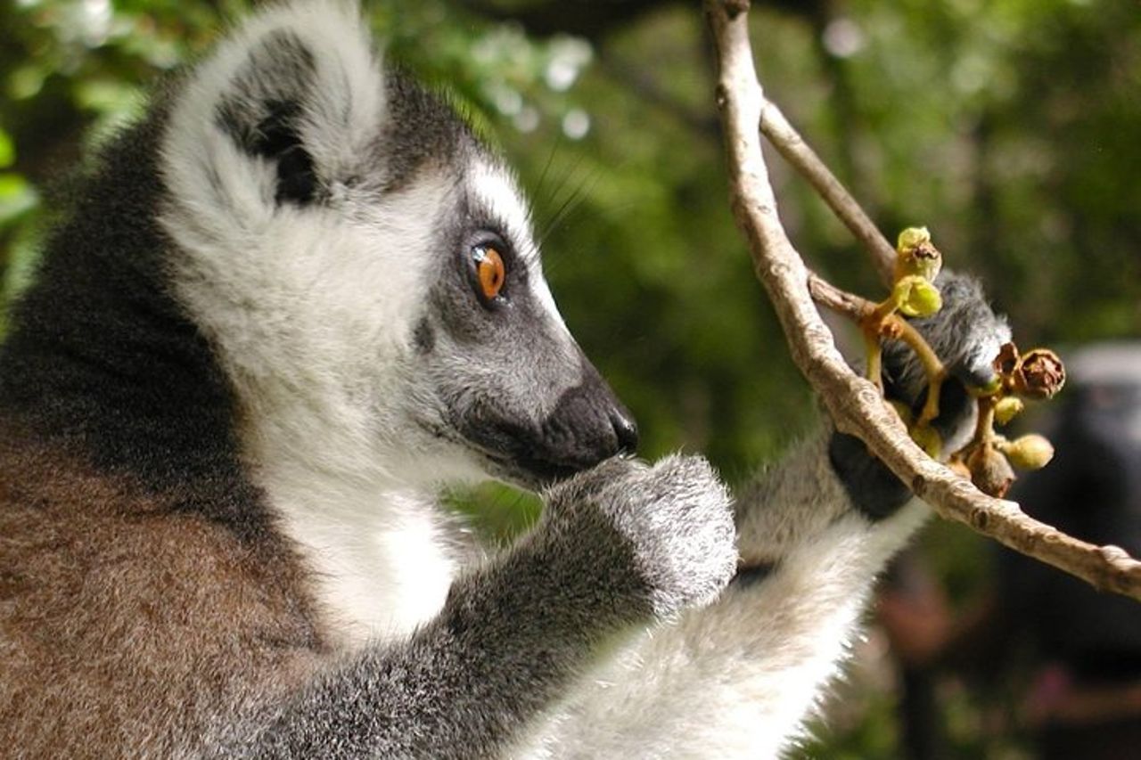 Avventura sui lemuri del Madagascar — 2