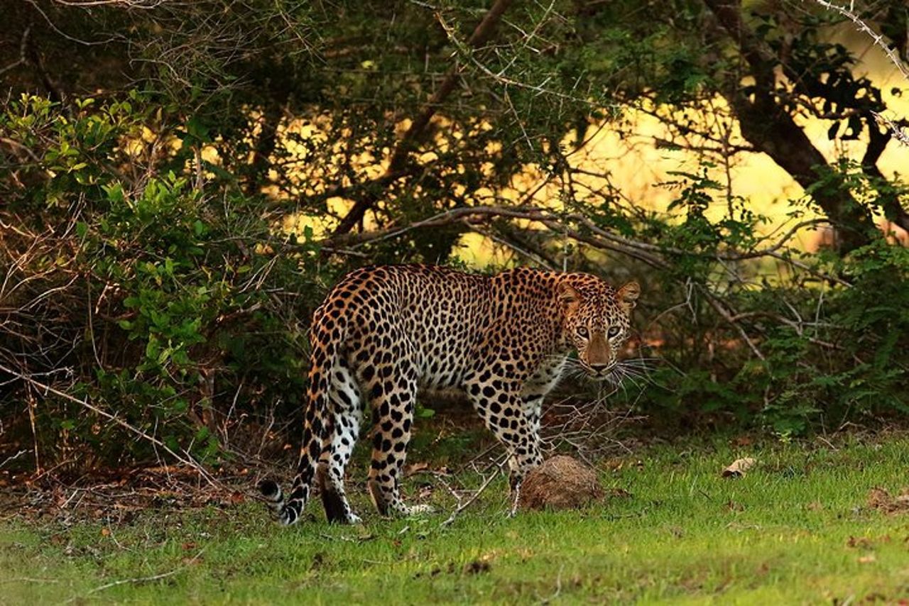 Safari di un'intera giornata al parco nazionale di Wilpaththu (tutto compreso) — 8