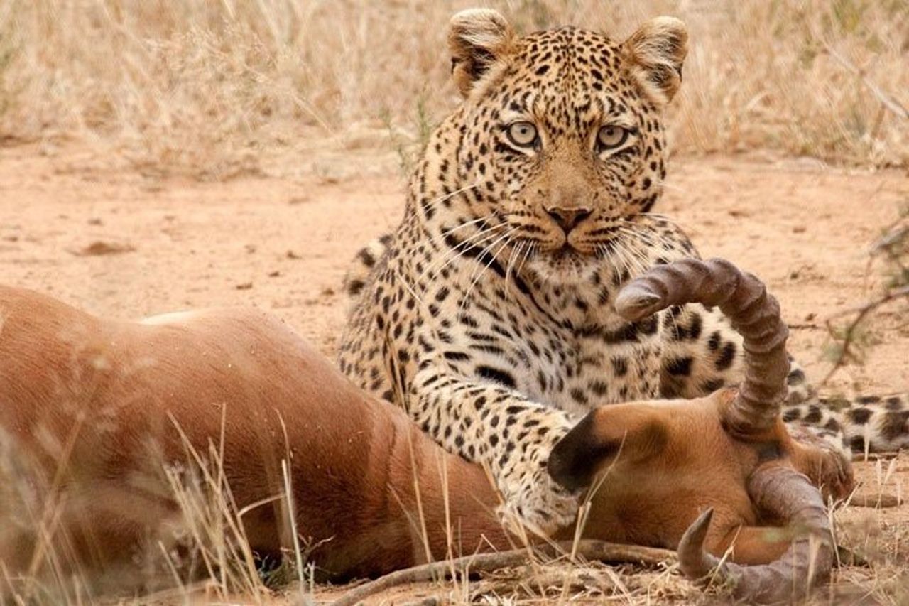 Safari Excelente e Safari Lujos Tanzania — 2