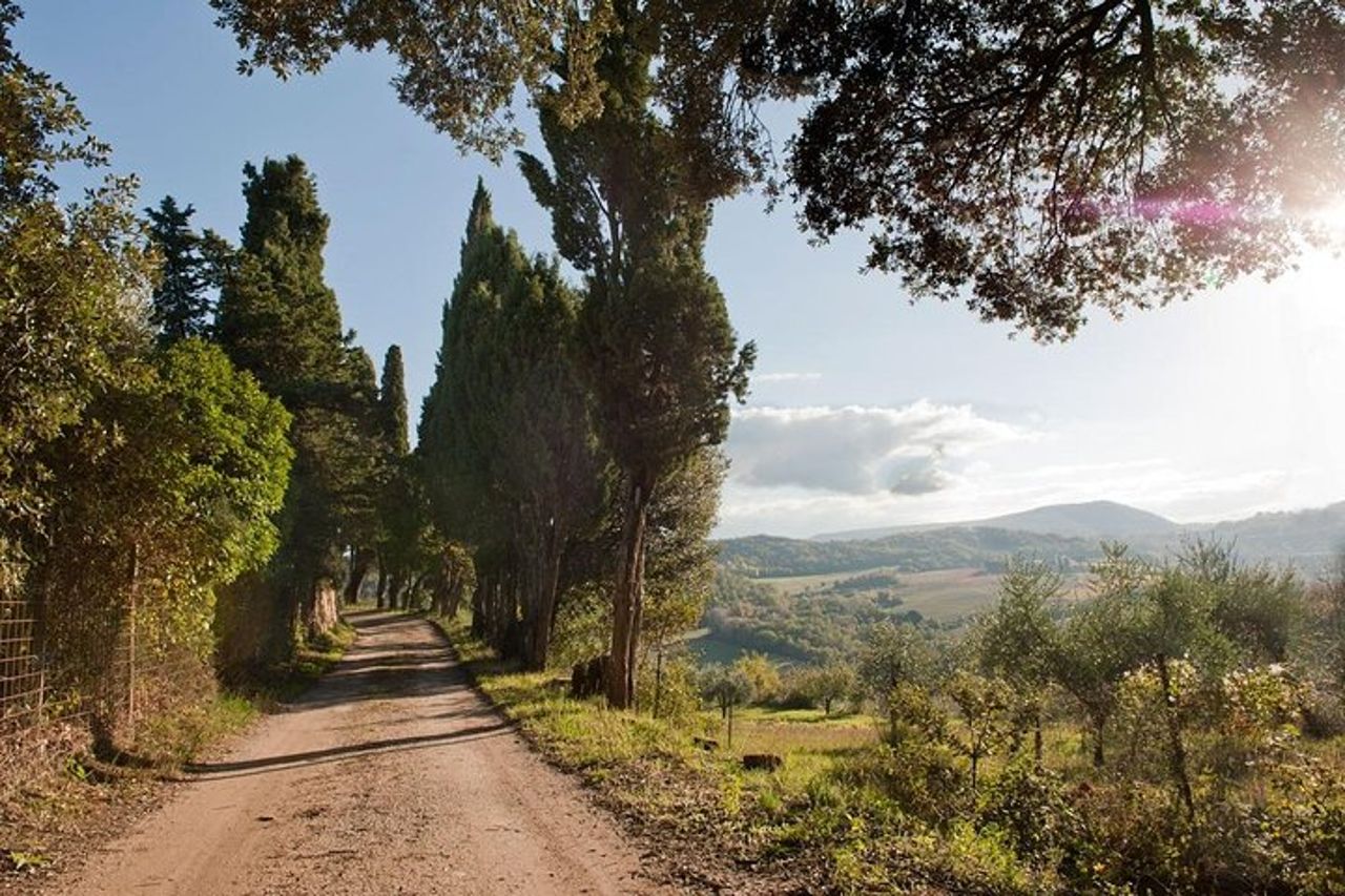 Scopri Montepulciano: Cinta Senese Maiali, Pranzo & Vino in Fattoria — 7