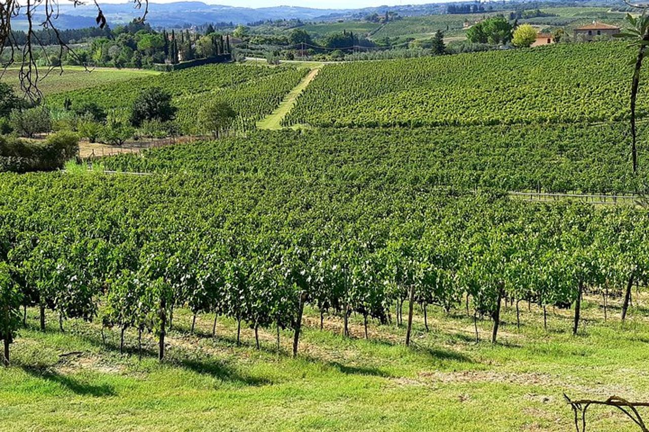 ESCLUSIVO Wine Tour nel Chianti e San Gimignano (pranzo e degustazione di vini inclusi) — 8