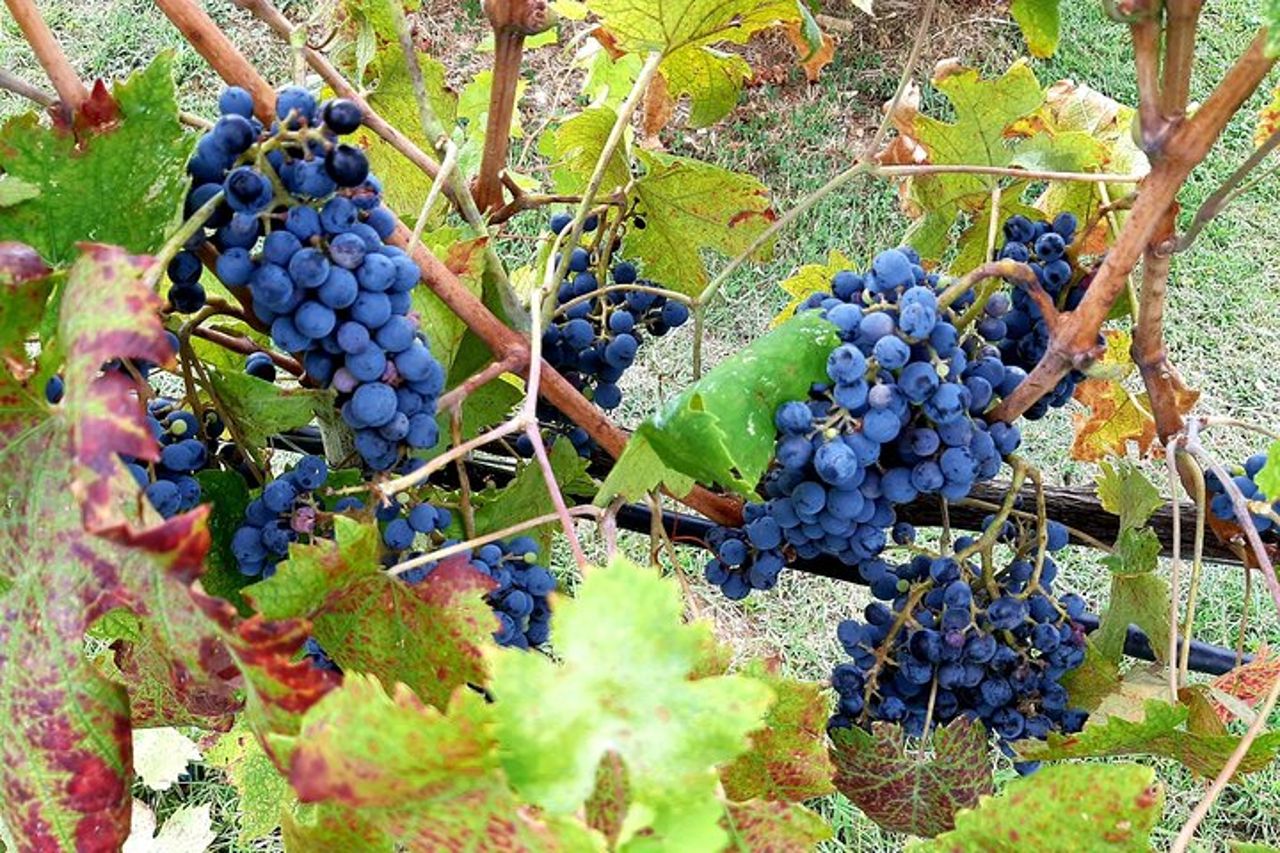 ESCLUSIVO Wine Tour nel Chianti e San Gimignano (pranzo e degustazione di vini inclusi) — 4