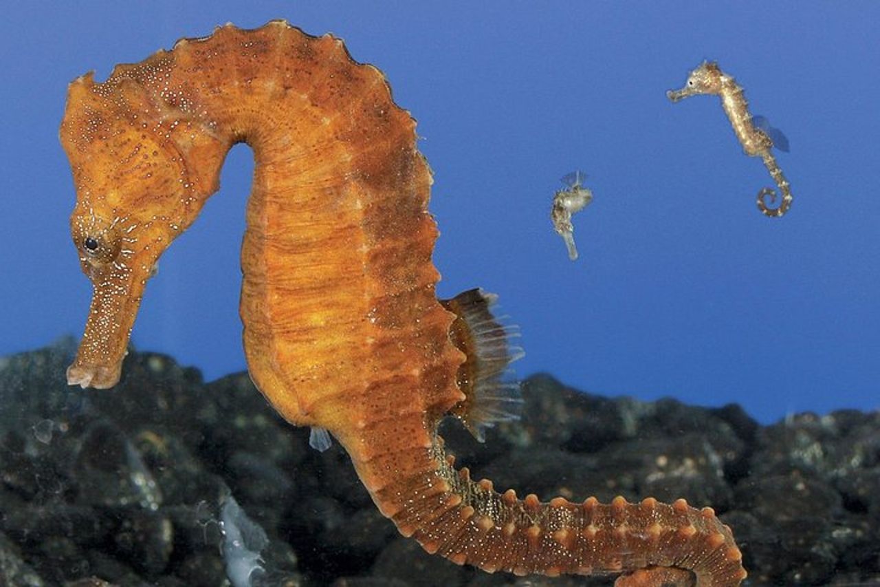 Salta la coda alla biglietteria : biglietto d'ingresso generale dell'Acquario del Pacifico — 9