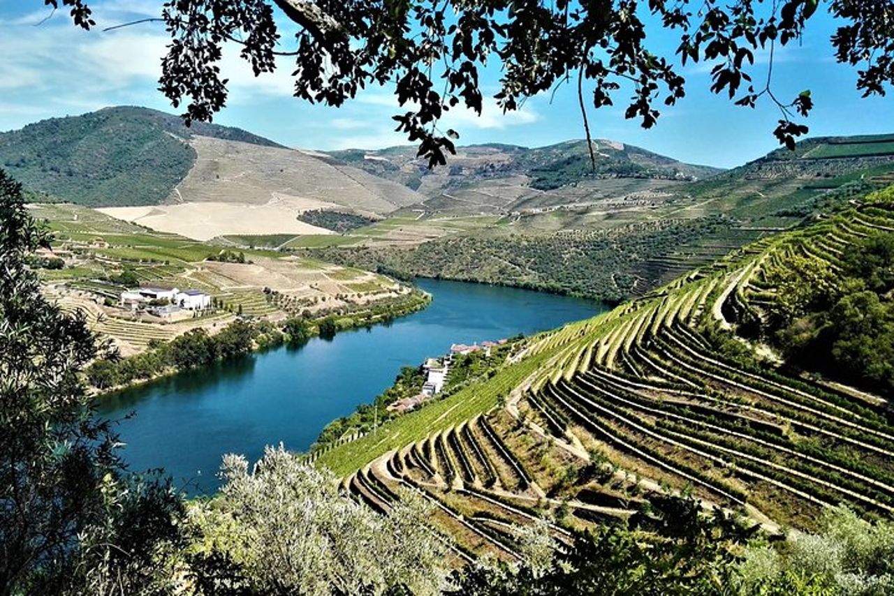Tour privato premium del Douro: 3 cantine con degustazioni e pranzo