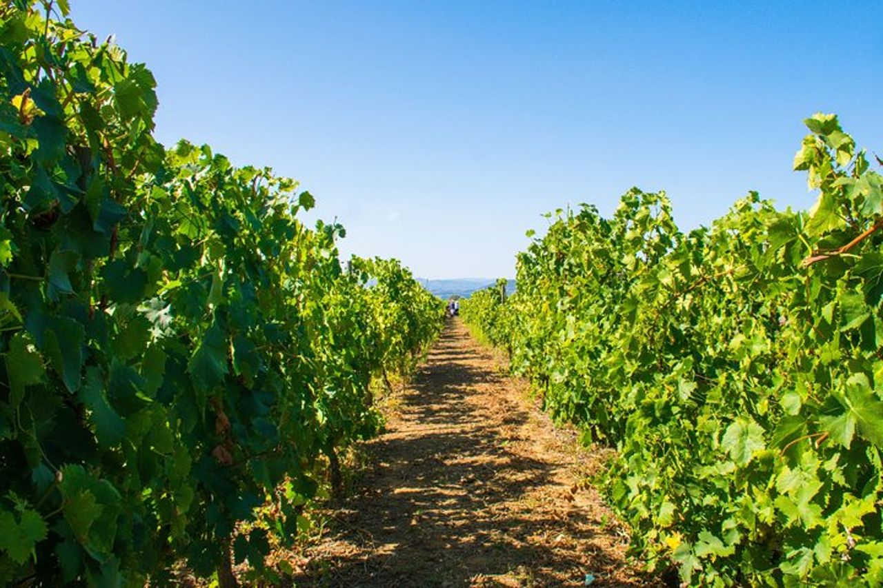 Tour privato premium del Douro: 3 cantine con degustazioni e pranzo — 4