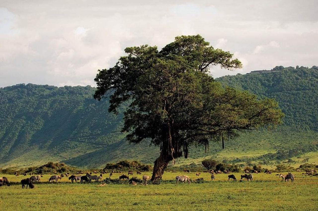 Gita di un giorno al cratere di Ngorongoro