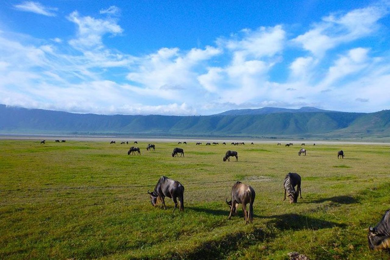 Gita di un giorno al cratere di Ngorongoro — 2