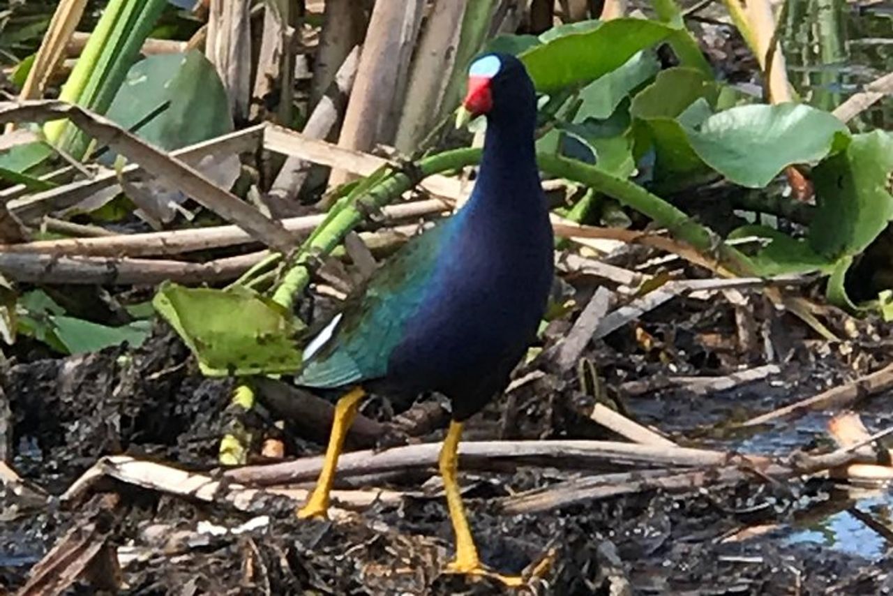 Tour privato in airboat di 1 ora delle Everglades di Miami — 3