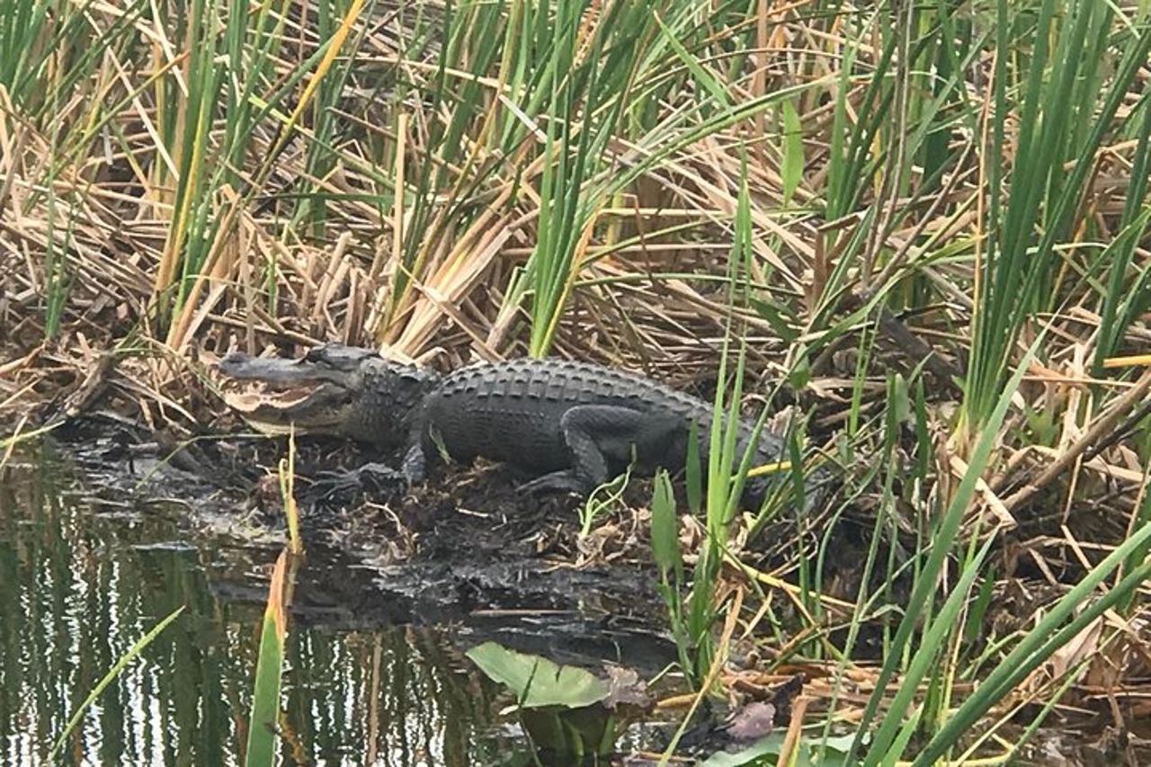 Tour privato in airboat di 2 ore delle Everglades di Miami — 2