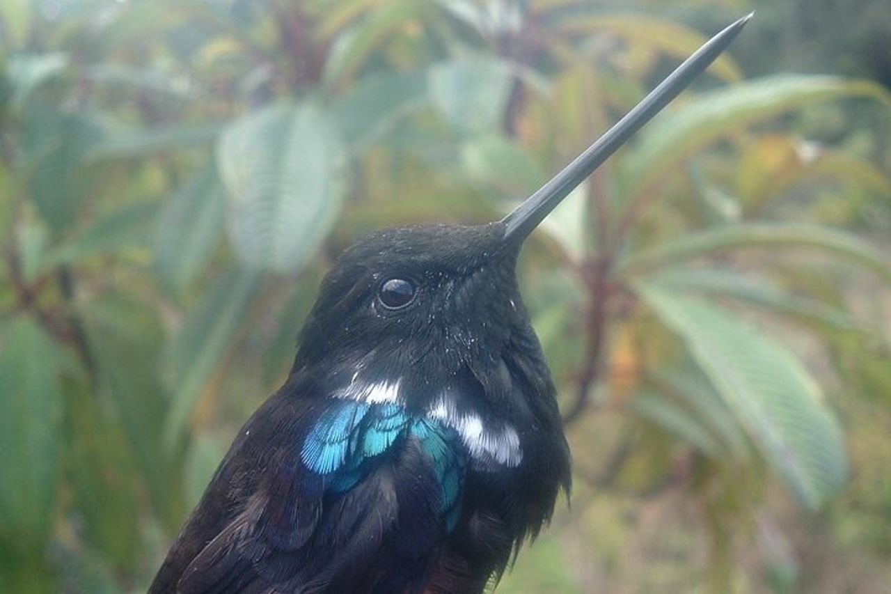 Birdwatching e natura alla riserva naturale della foresta pluviale di Chicaque — 3