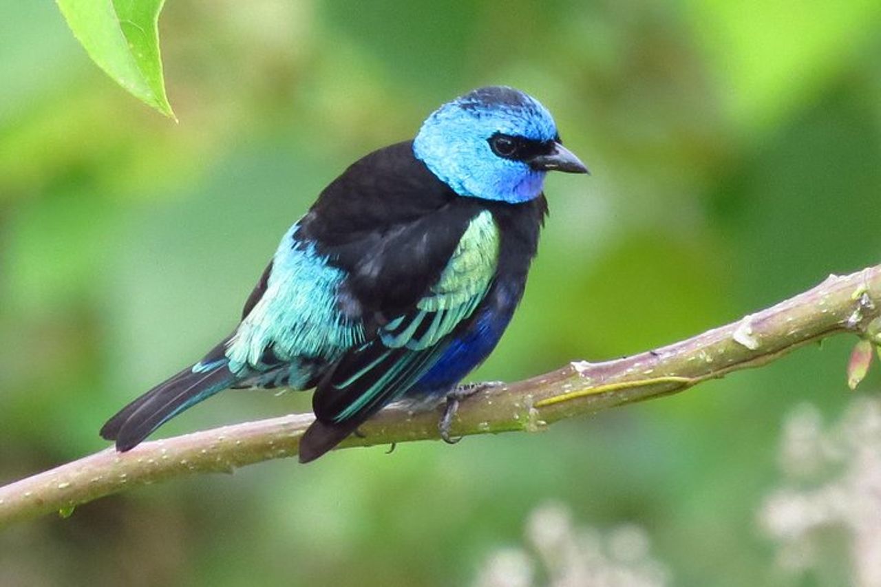 Birdwatching e natura alla riserva naturale della foresta pluviale di Chicaque — 5