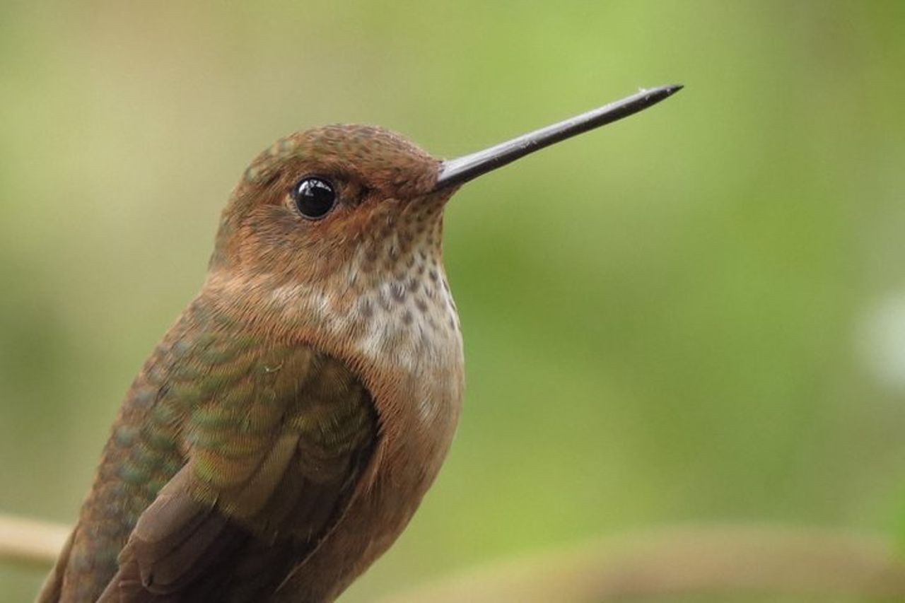Birdwatching e natura alla riserva naturale della foresta pluviale di Chicaque — 6