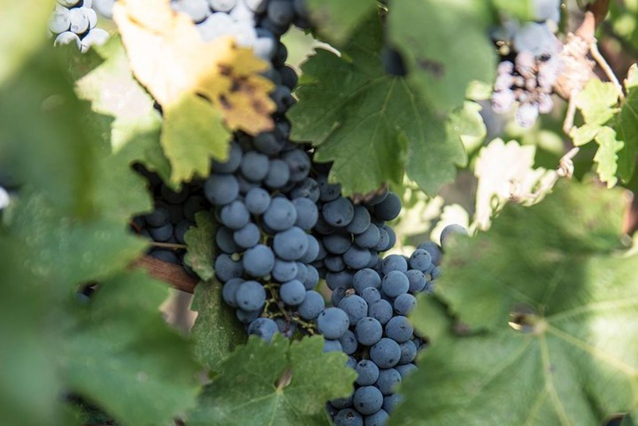 Esperienza di tour enologico presso Agricola Tamburini — 4