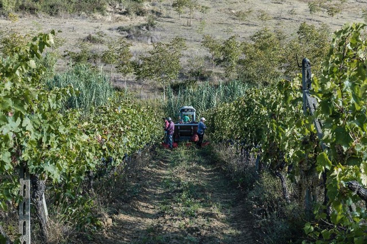 Esperienza di tour enologico presso Agricola Tamburini — 7