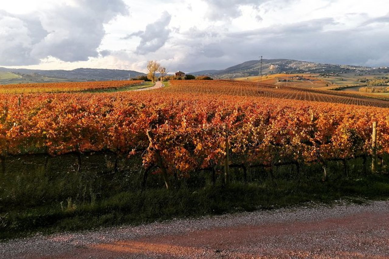 Montefalco : Visita storica della cantina e dei vigneti con degustazione di vini — 2