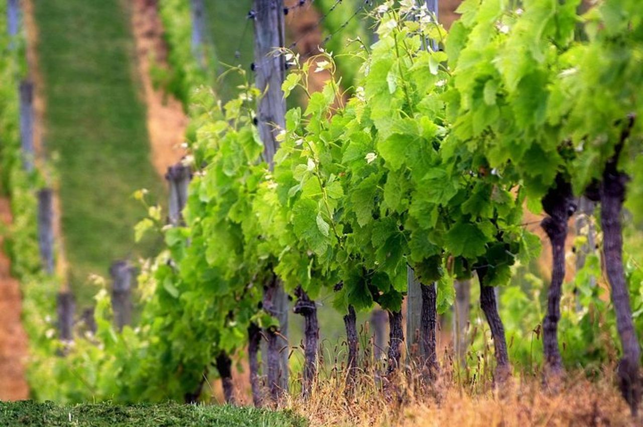 Tour privato del Chianti