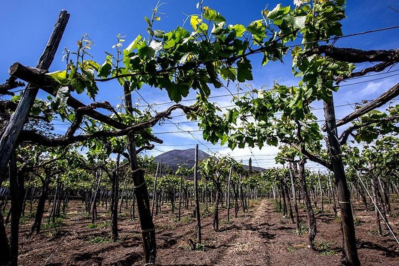Tour privato del Monte Vesuvio e degustazione di vini con pranzo — 3
