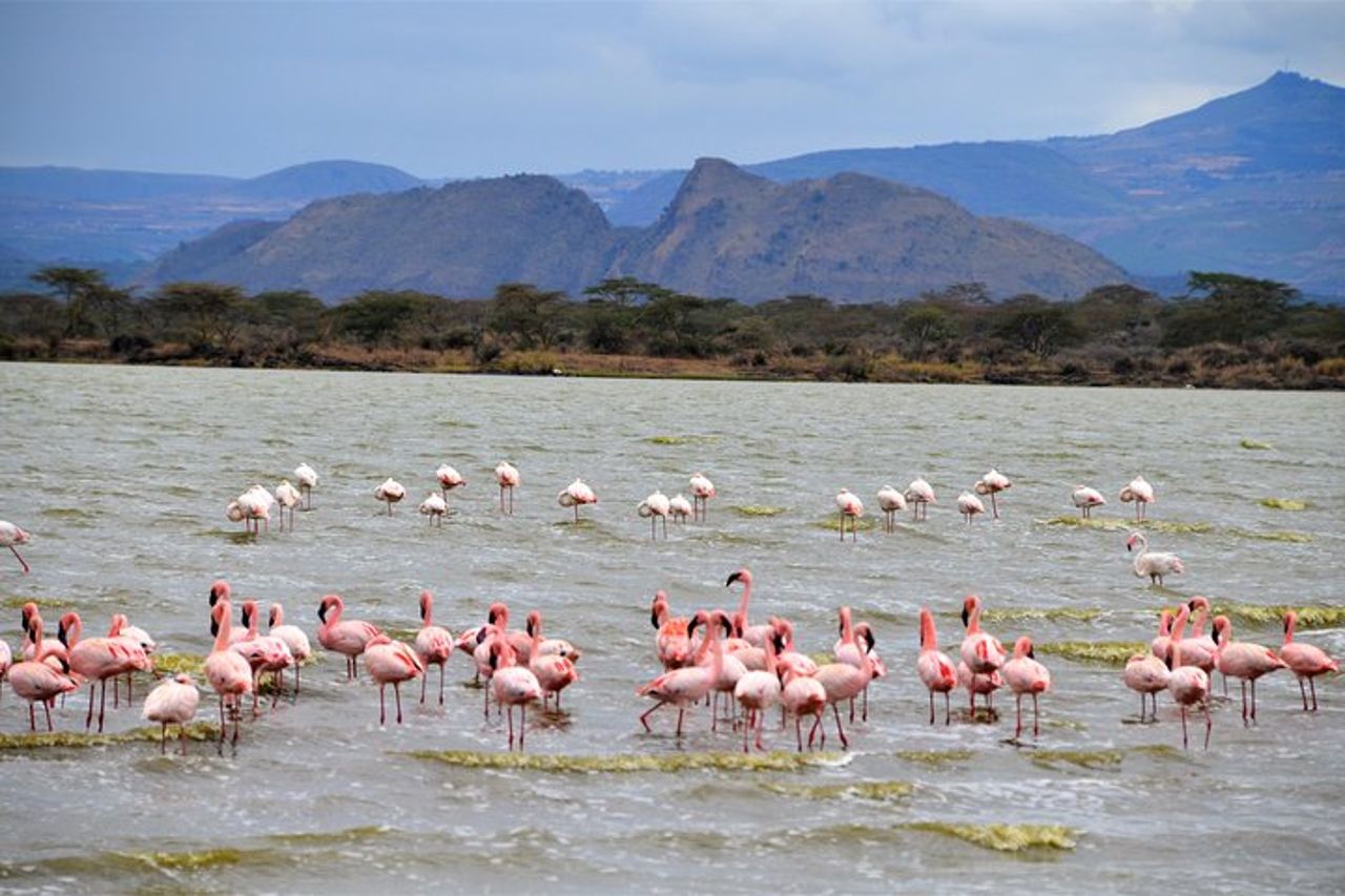 Safari di 1 giorno al Parco Nazionale del Lago Nakuru — 4