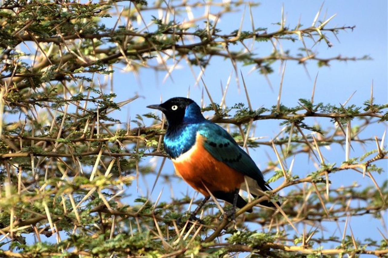 Safari di 1 giorno al Parco Nazionale del Lago Nakuru — 5