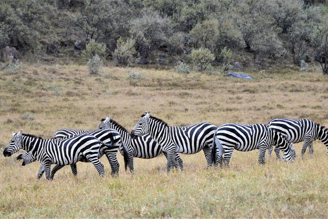 Safari di 1 giorno al Parco Nazionale del Lago Nakuru — 6