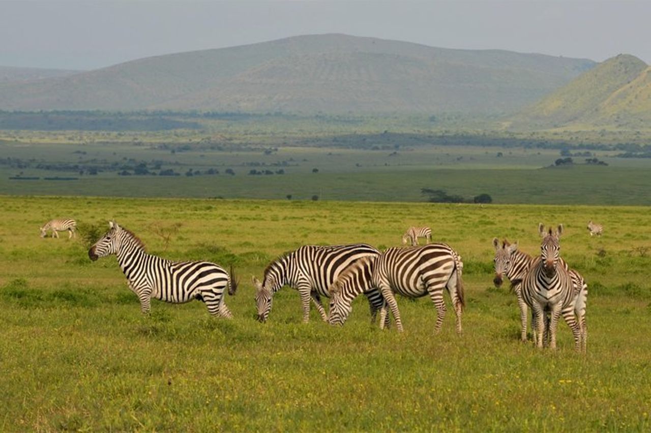 Safari di 1 giorno al Parco Nazionale del Lago Nakuru — 7