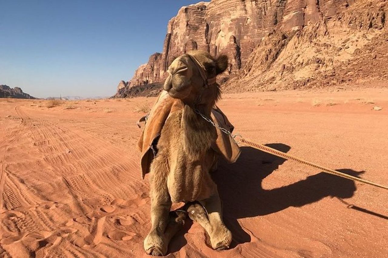 Escursione a terra del Wadi Rum Porto di Aqaba — 2