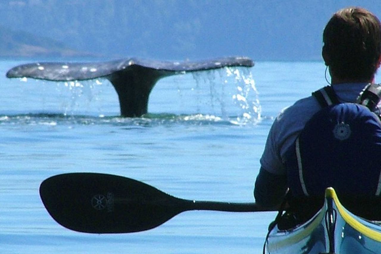 Tour di 3 ore in kayak da mare nelle isole di San Juan