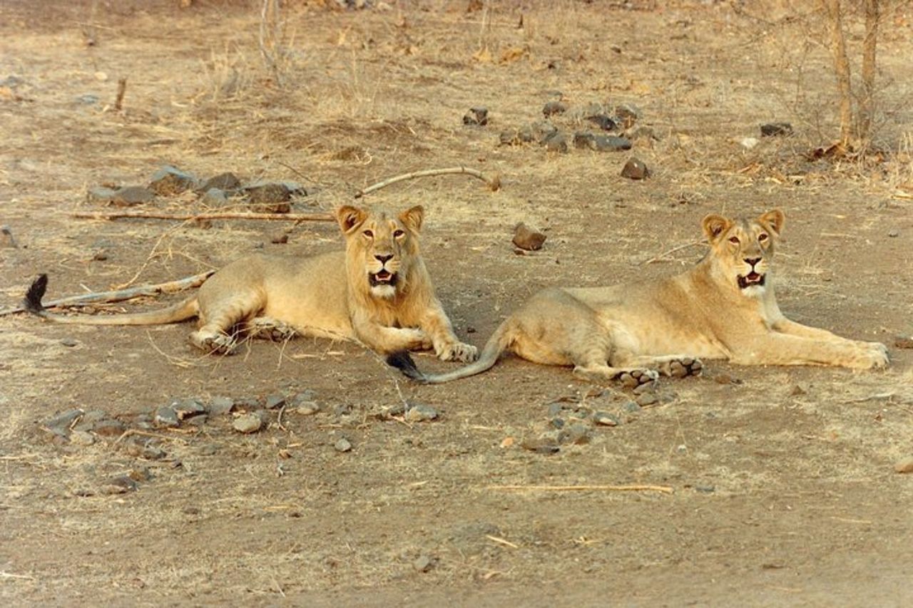 Scorci di fauna selvatica e tour del Gandhi Gujarat Tour (10 giorni) — 6