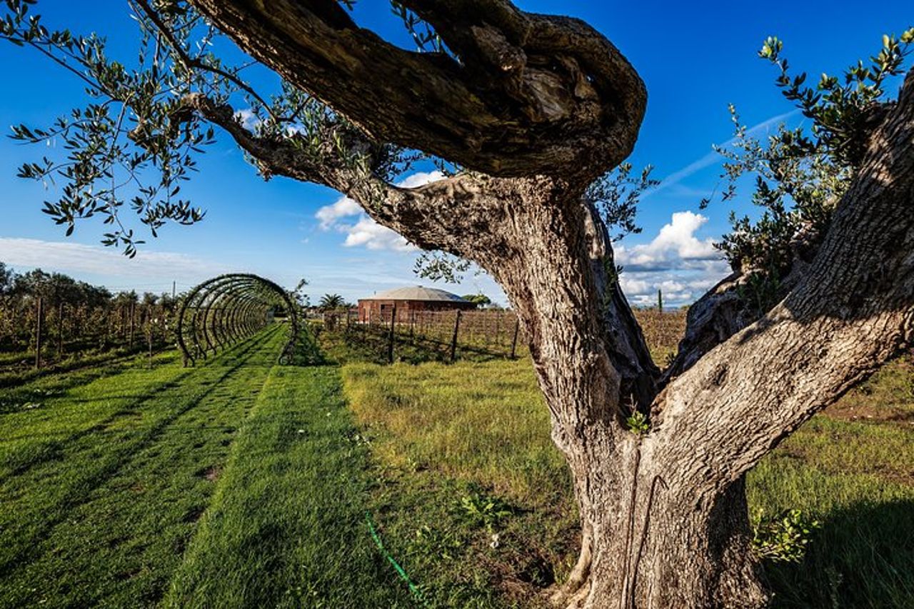 Da Firenze PRIVATO: Bolgheri Wine Tour, degustazione tra le colline costiere toscane — 9