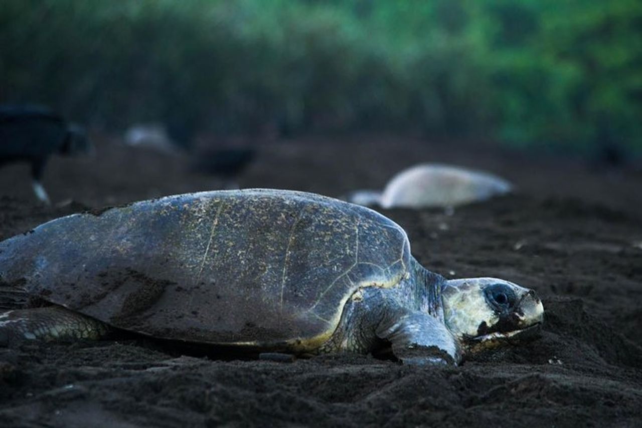 Turtle Tour — 2