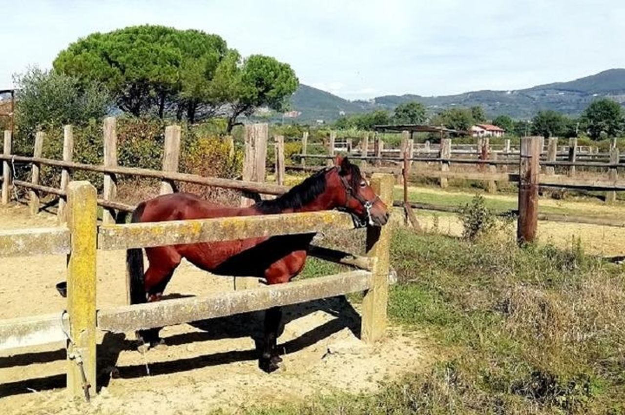 Piccolo gruppo di equitazione vicino a Lucca — 5