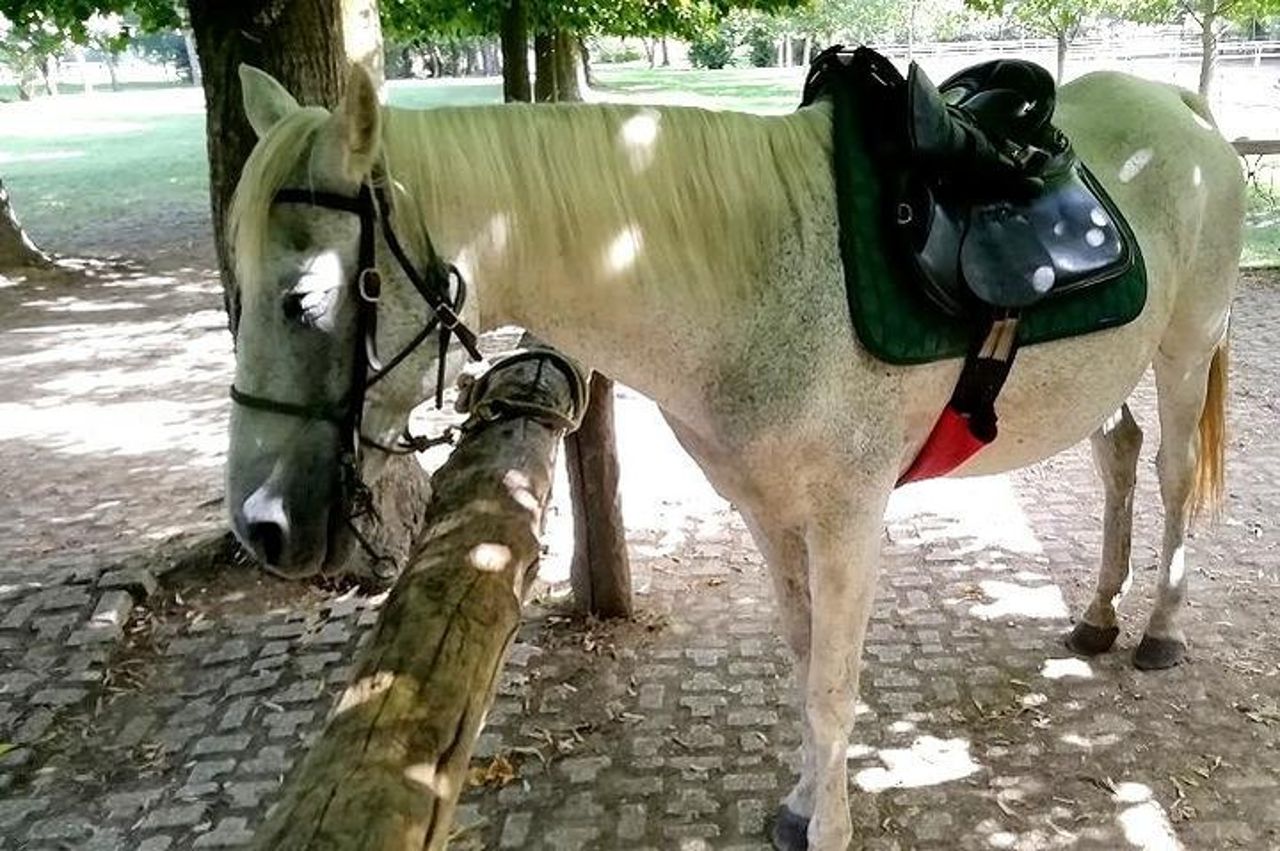 Piccolo gruppo di equitazione vicino a Lucca — 6