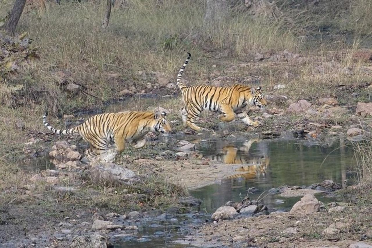 Esclusivo Ranthambore Tiger Safari