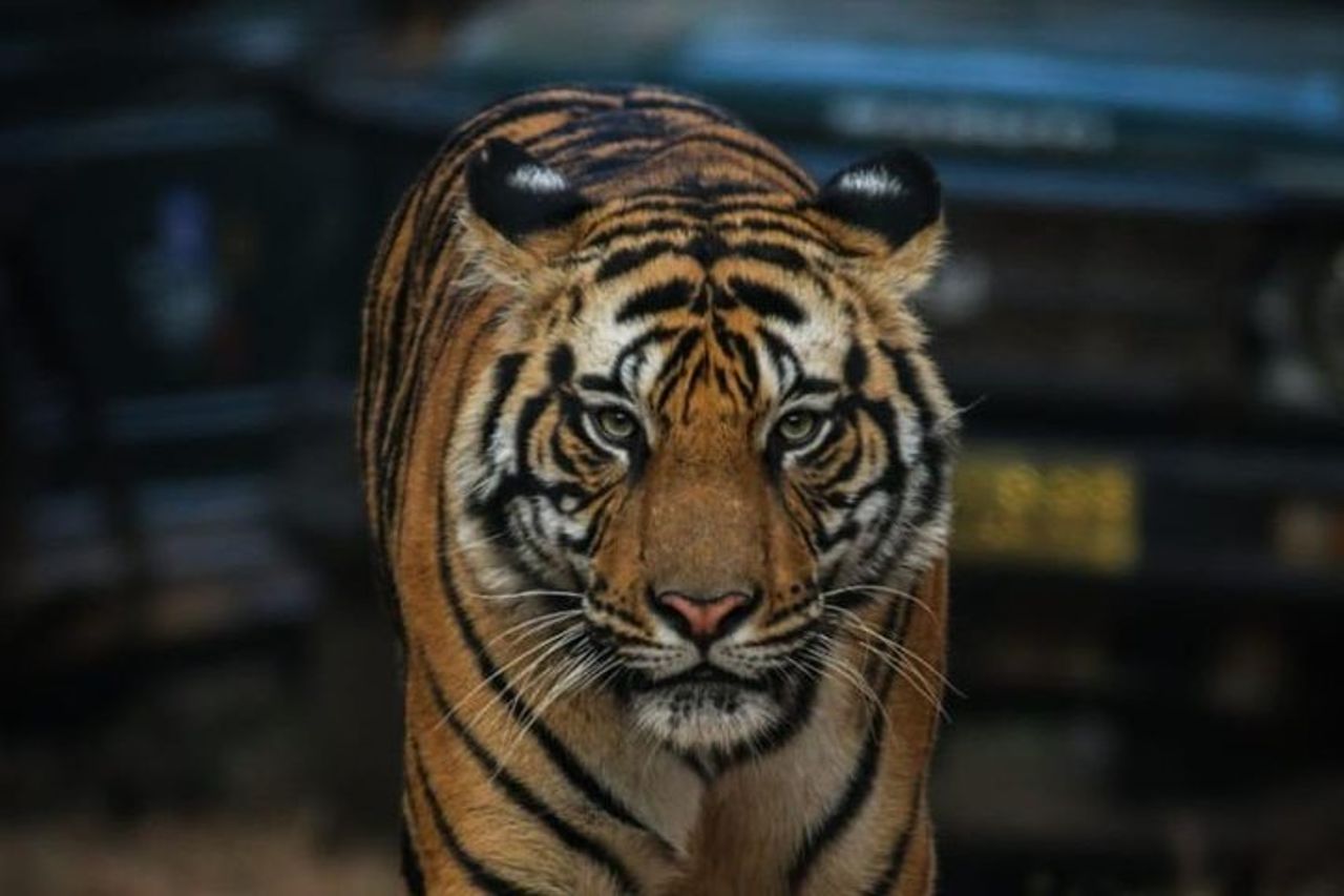 Esclusivo Ranthambore Tiger Safari — 2