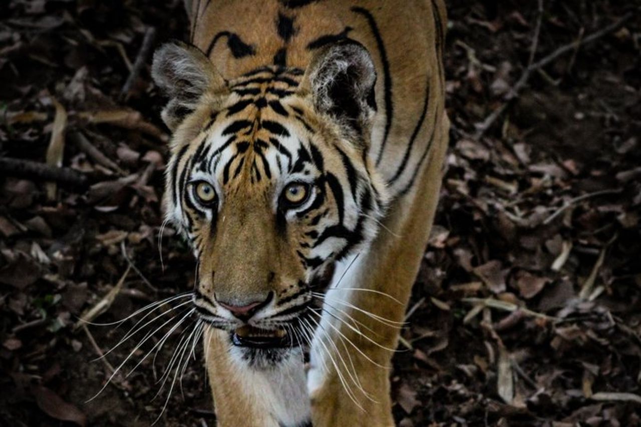 Esclusivo Safari Bandhavgarh Tiger