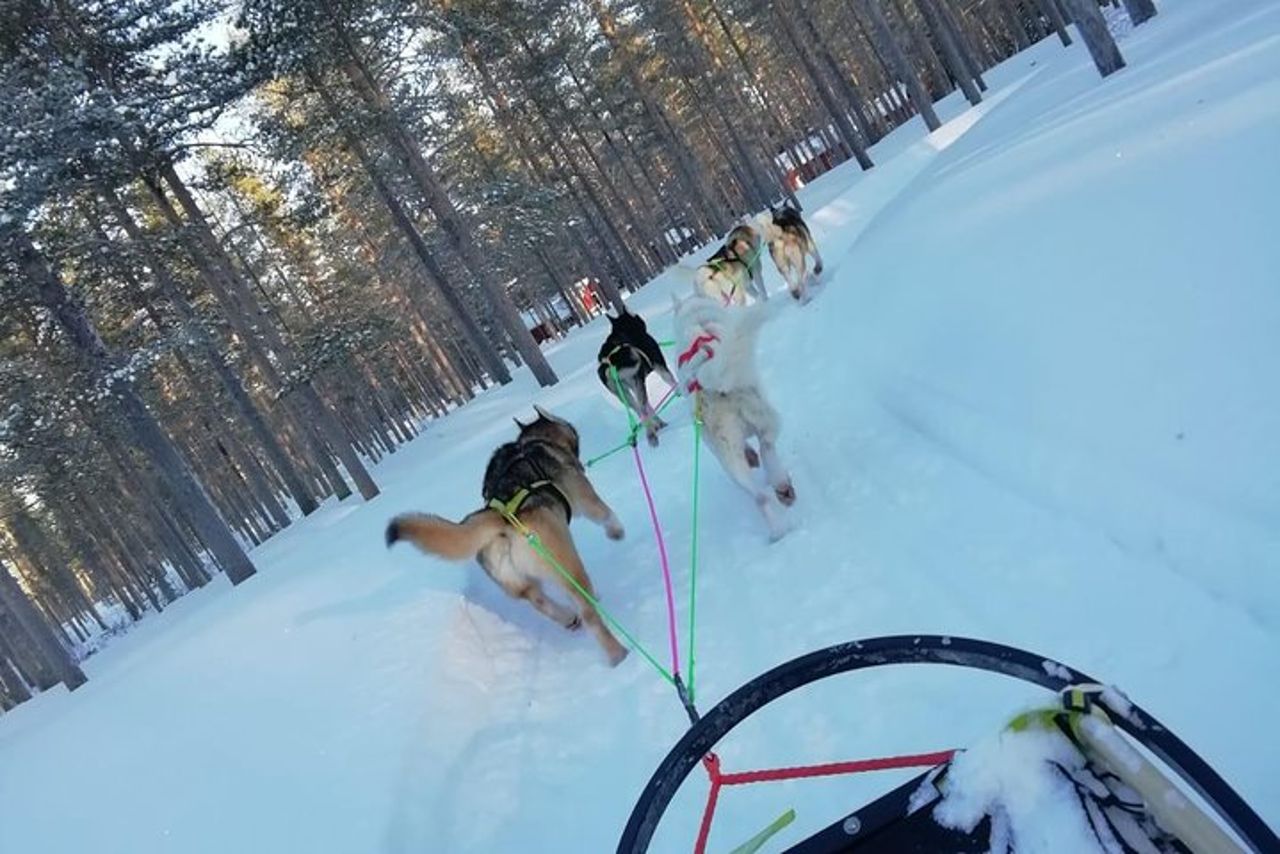 Husky safari — 2