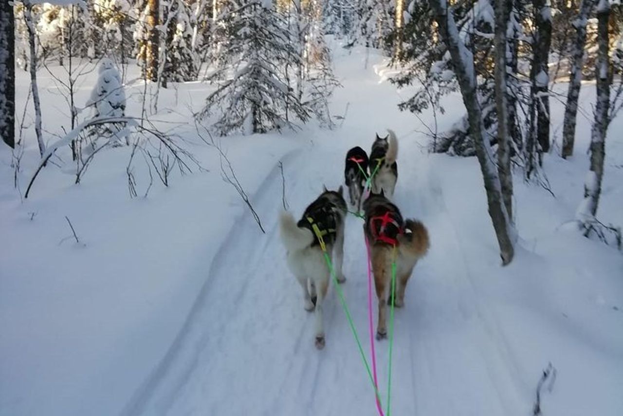Husky safari — 4