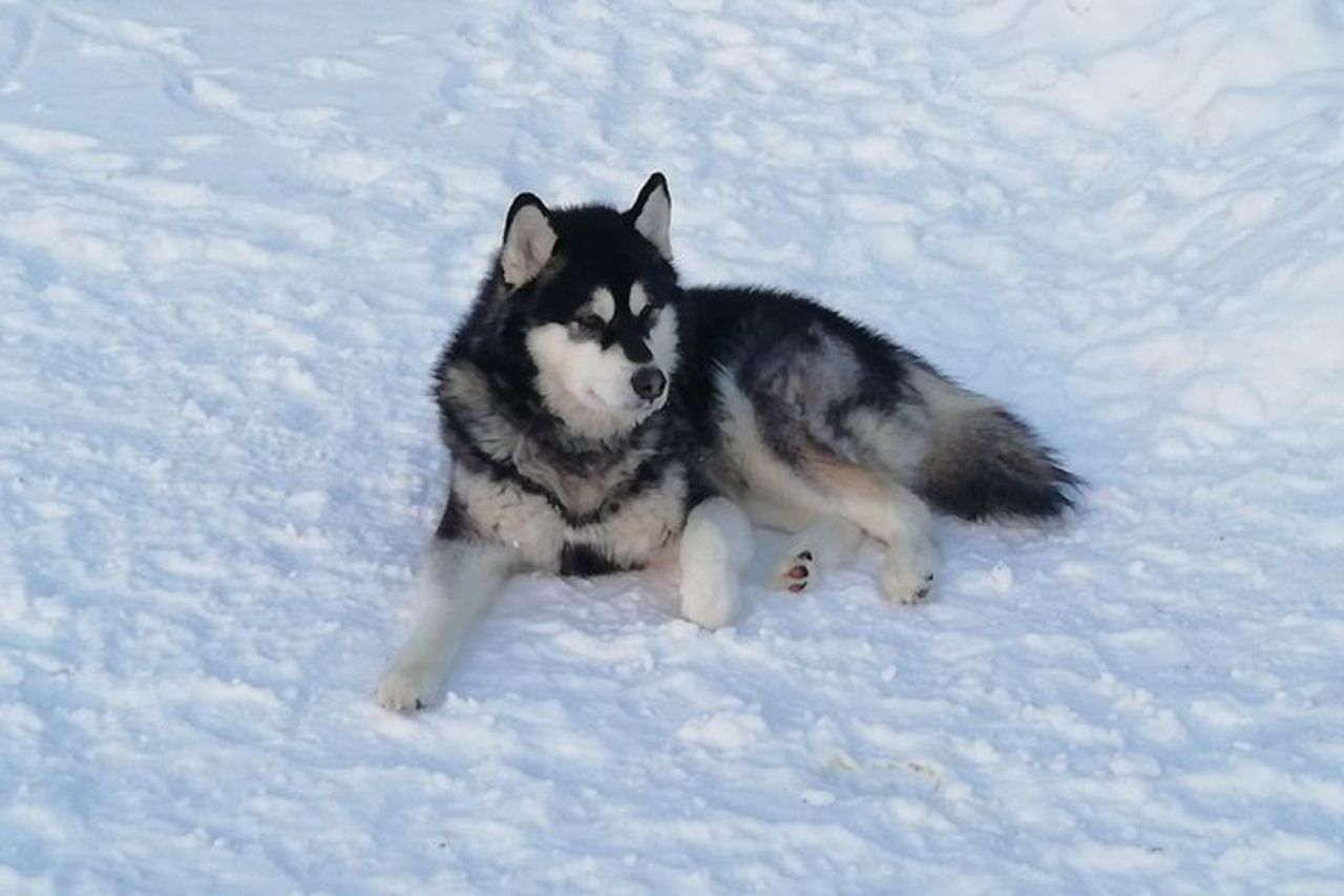 Husky safari — 5
