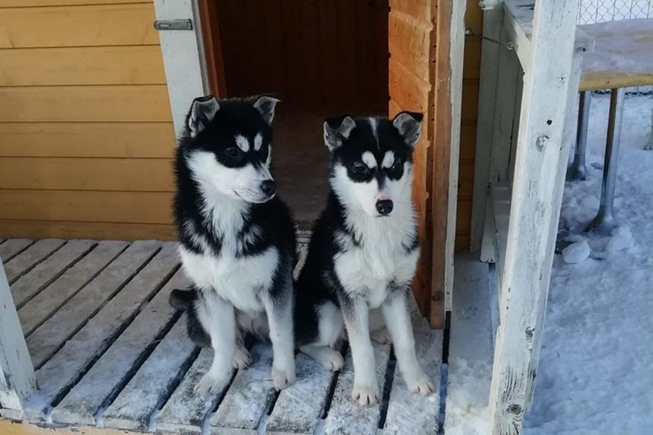 Husky safari — 7