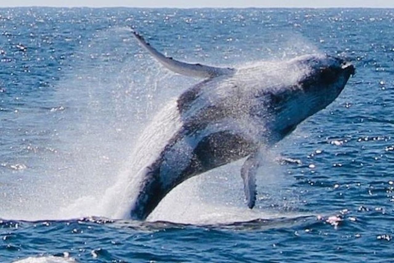 Brisbane Whale Watching Cruise da Redcliffe o Sunshine Coast — 5