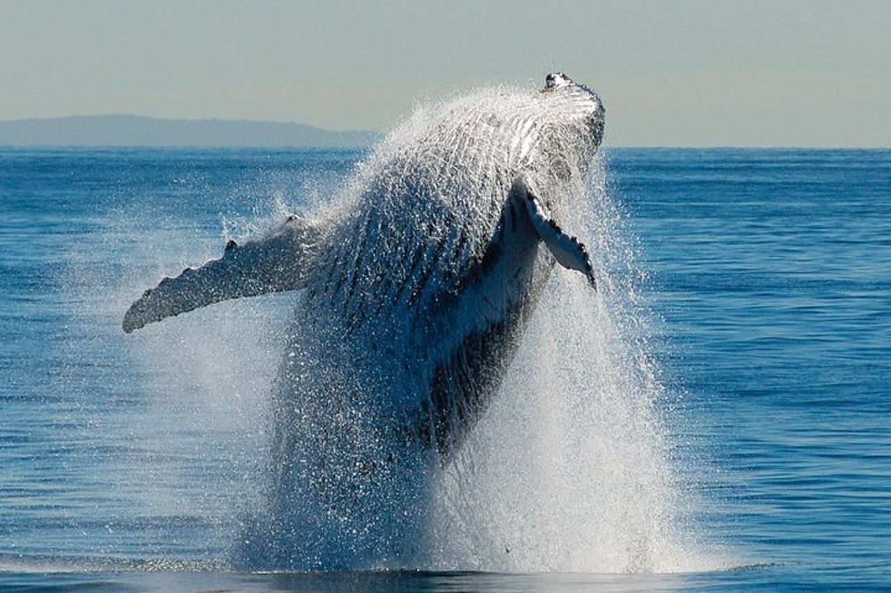 Brisbane Whale Watching Cruise da Redcliffe o Sunshine Coast — 6