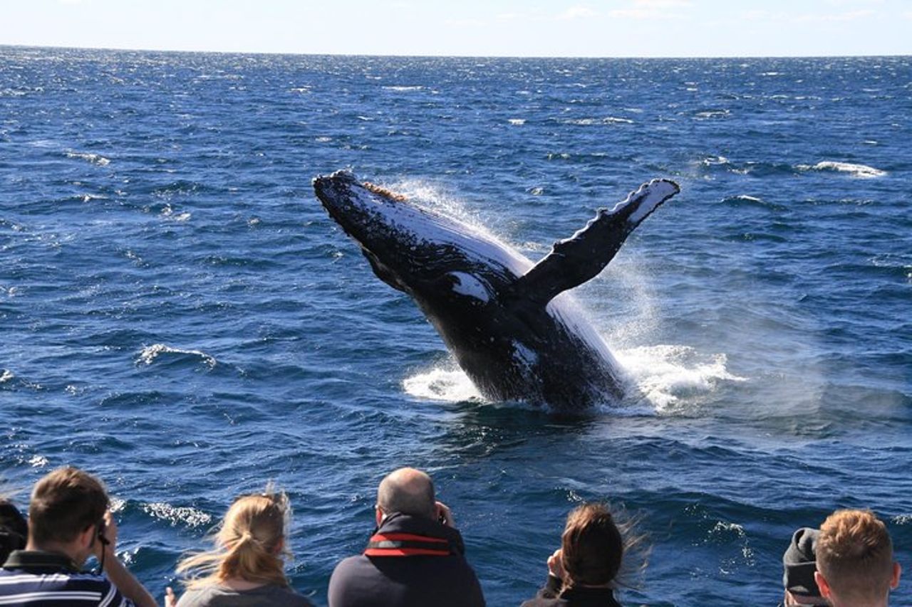 Brisbane Whale Watching Cruise da Redcliffe o Sunshine Coast — 7